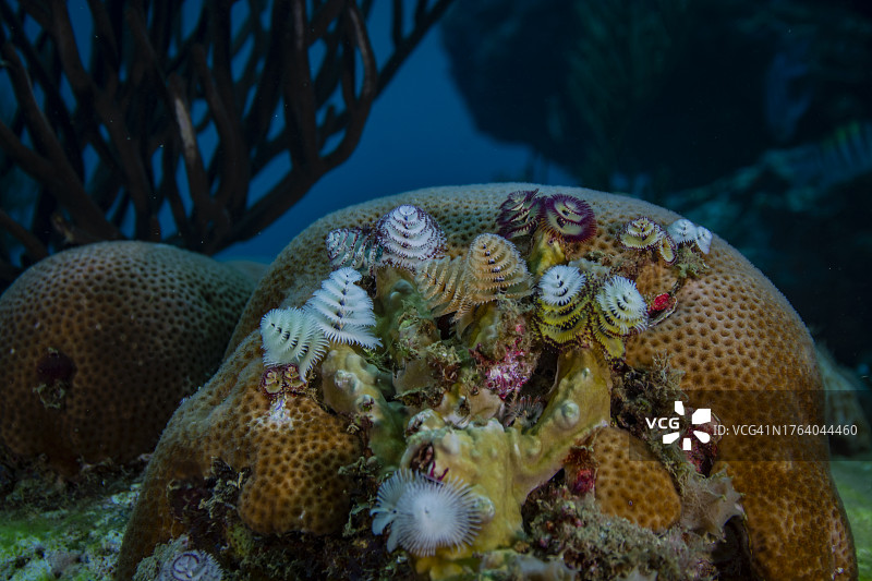 巨型蜂巢珊瑚和管虫图片素材
