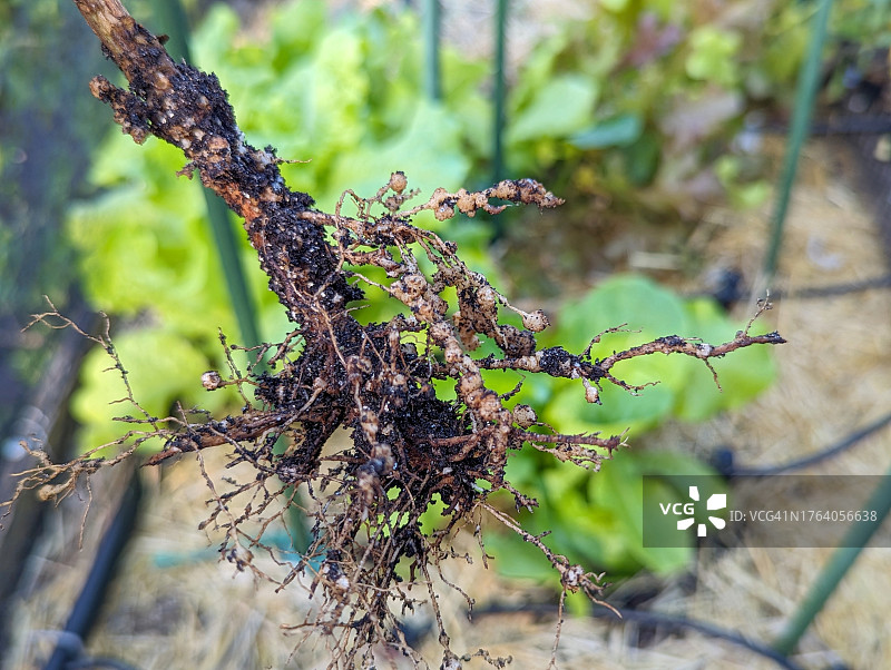 根结线虫图片素材