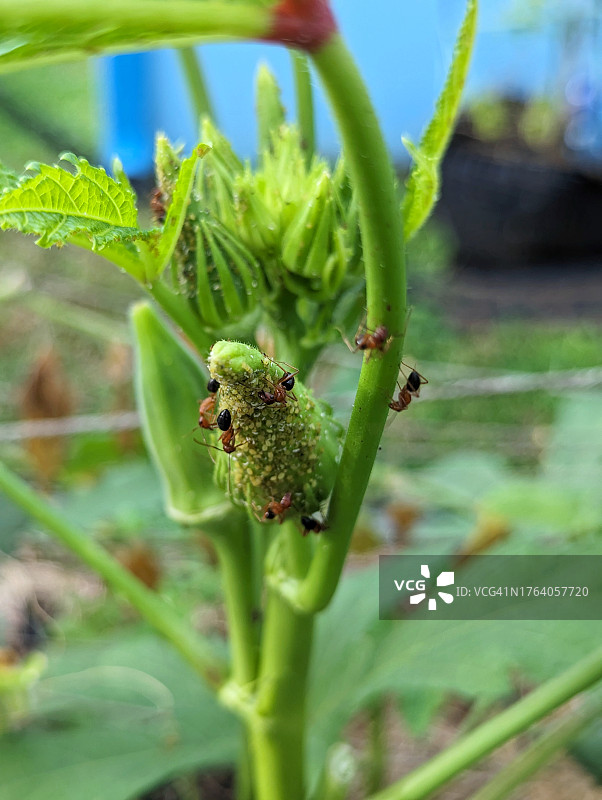 蚂蚁和蚜虫图片素材