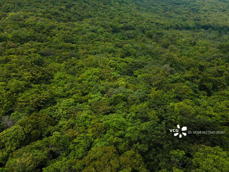 热带雨林树冠透视航拍背景图图片素材