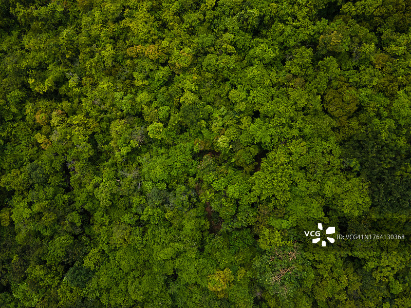 热带雨林树冠透视航拍背景图图片素材