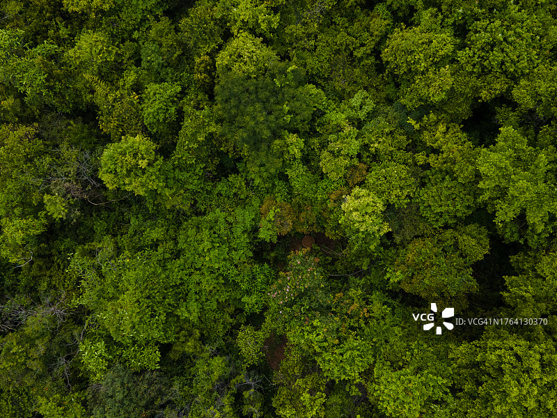 热带雨林树冠透视航拍背景图图片素材