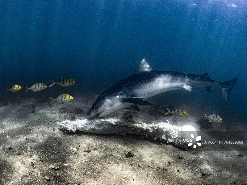 虎鲨捕食图片素材