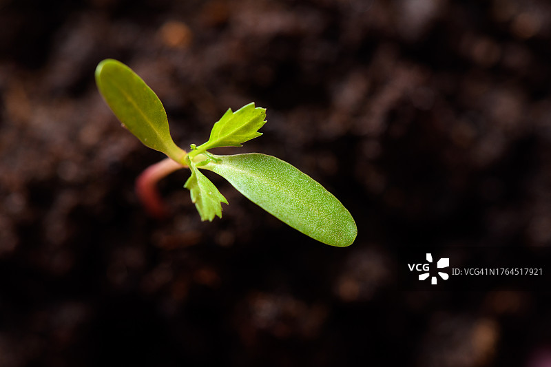 生长中的幼苗特写图片素材