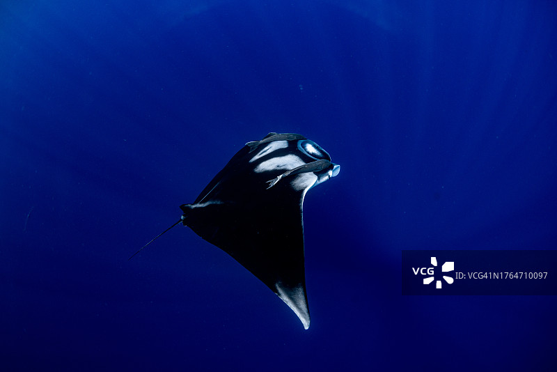 远洋蝠鲼图片素材