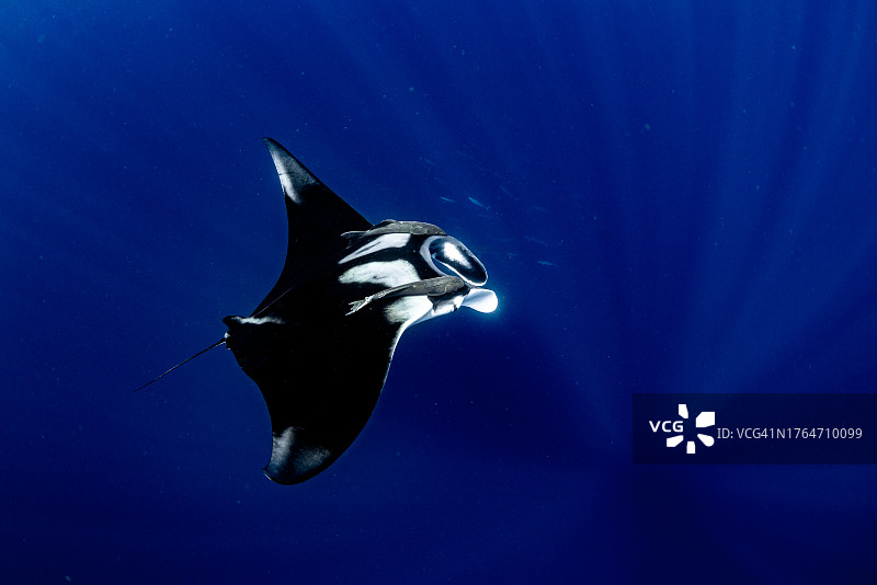 远洋蝠鲼图片素材