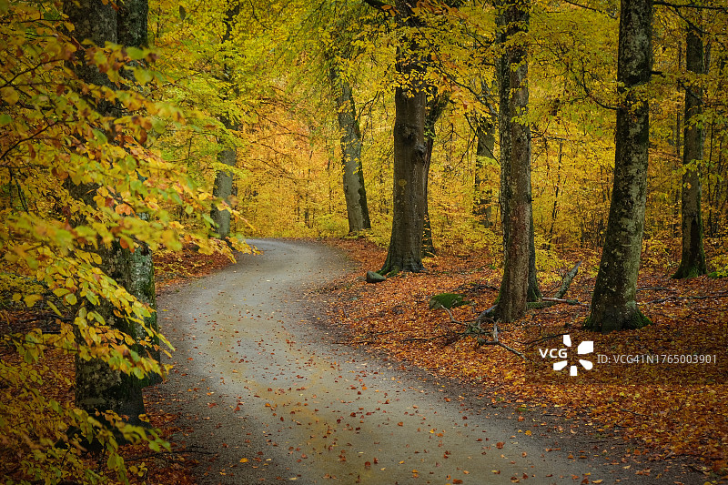 秋季落叶林中的小路图片素材