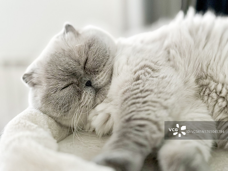 苏格兰折耳猫睡觉图片素材