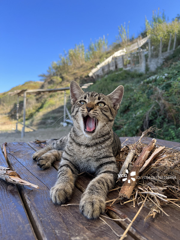 坐在木头上的打哈欠的猫的画像，土耳其锡诺普图片素材