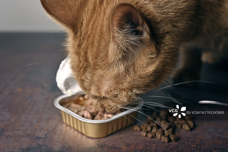 姜黄色猫吃湿猫粮特写图片素材