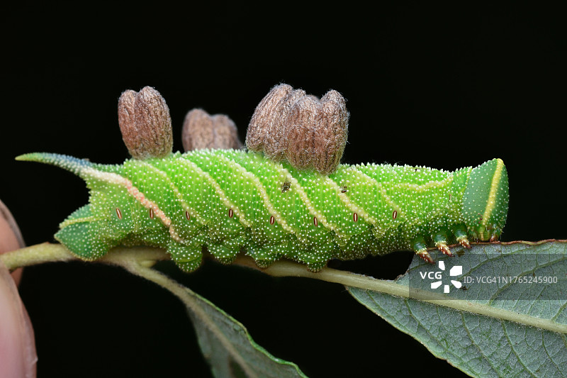 黑色背景下的植物毛毛虫特写图片素材