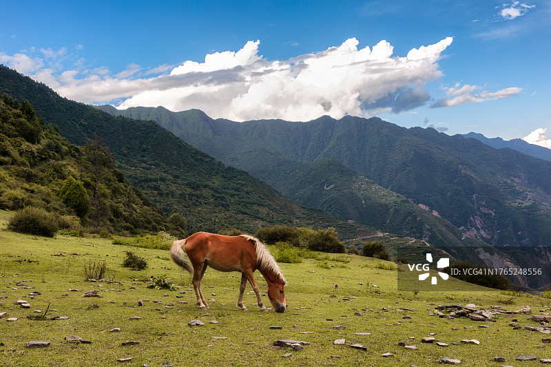 中国山区里吃草的纯种马图片素材