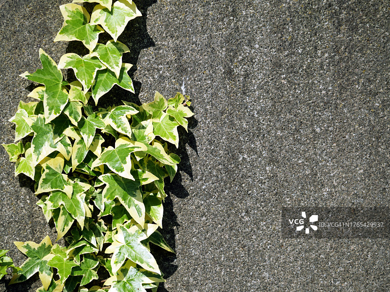 法国巴黎，带纹理的灰石墙上的常春藤图片素材