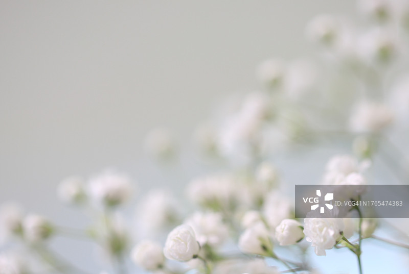 白色背景上的白色满天星花图片素材