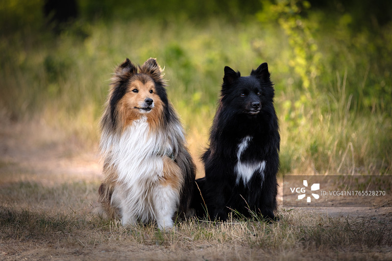 坐在田野上的狗狗的肖像图片素材
