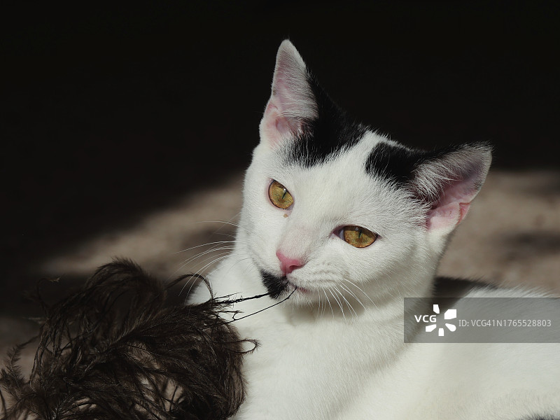 猫咪啃咬羽毛特写图片素材