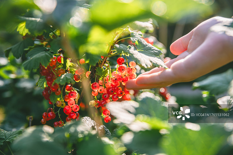 阳光下美丽的红醋栗，丰收的概念图片素材