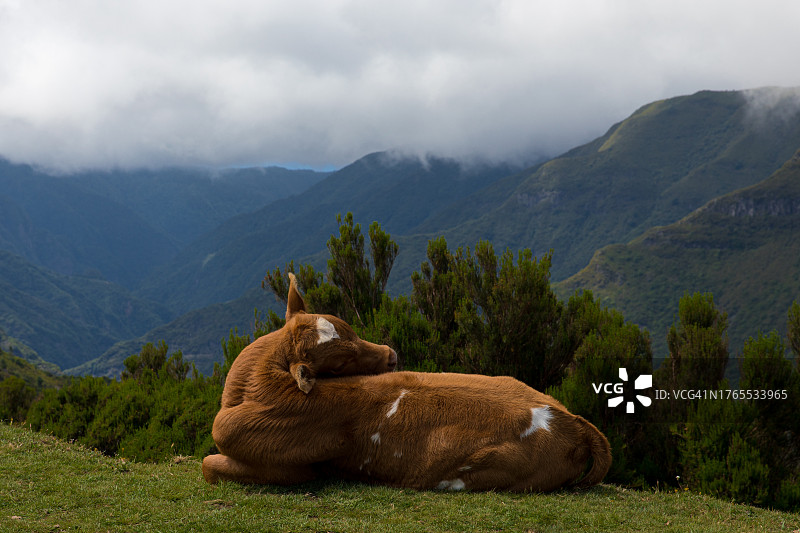 牛在雾蒙蒙的山间草地上睡觉的背影图片素材