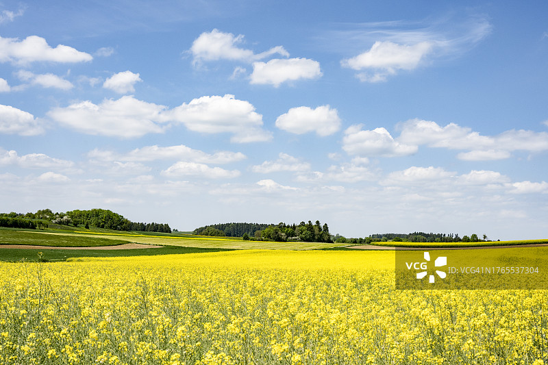 春天里盛开的油菜花田图片素材