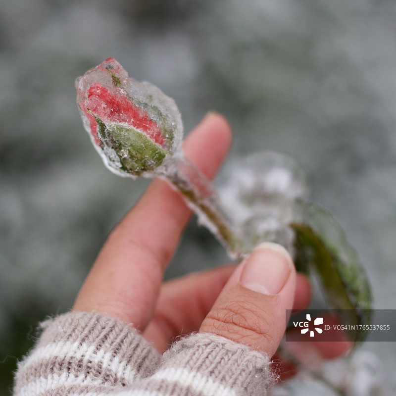 戴手套的手握冰冻植物特写图片素材