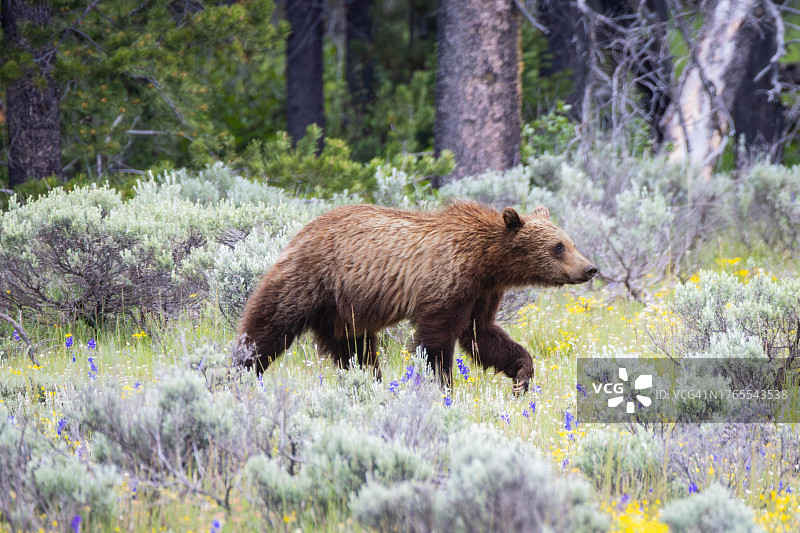 美国怀俄明州莫兰森林中行走的美洲棕熊图片素材