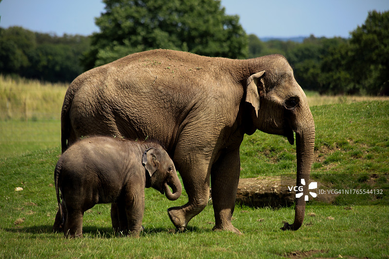 亚洲象母子在草地上行走侧视图图片素材