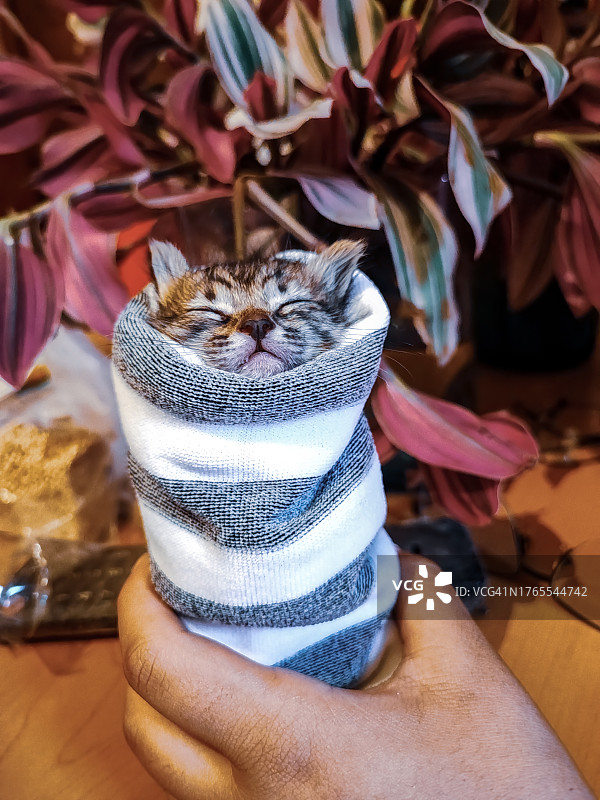 手持熟睡小猫的人图片素材