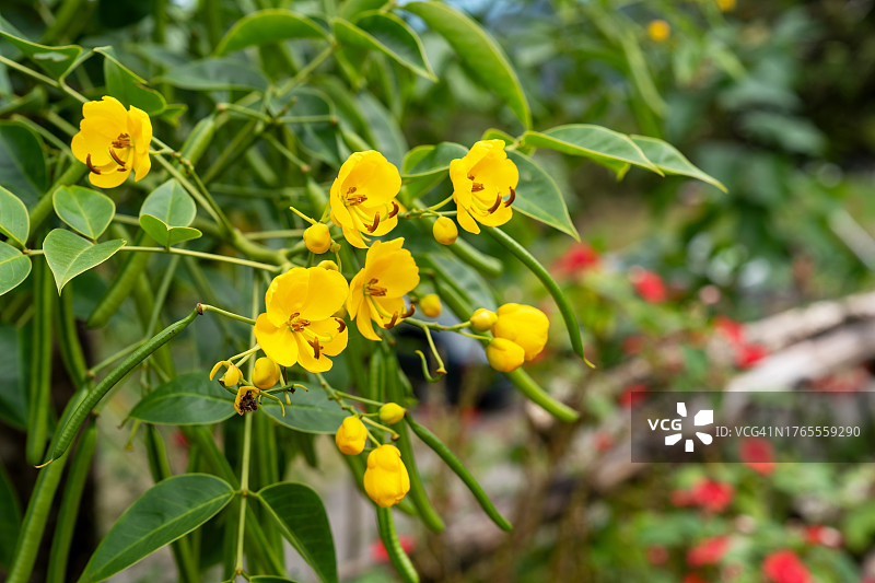 金链花图片素材
