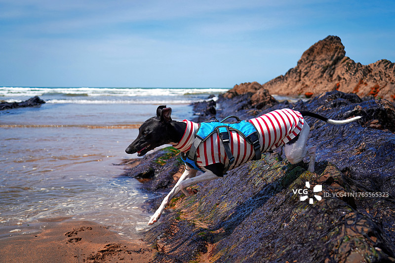 灰狗在海滩上奔跑的侧视图图片素材