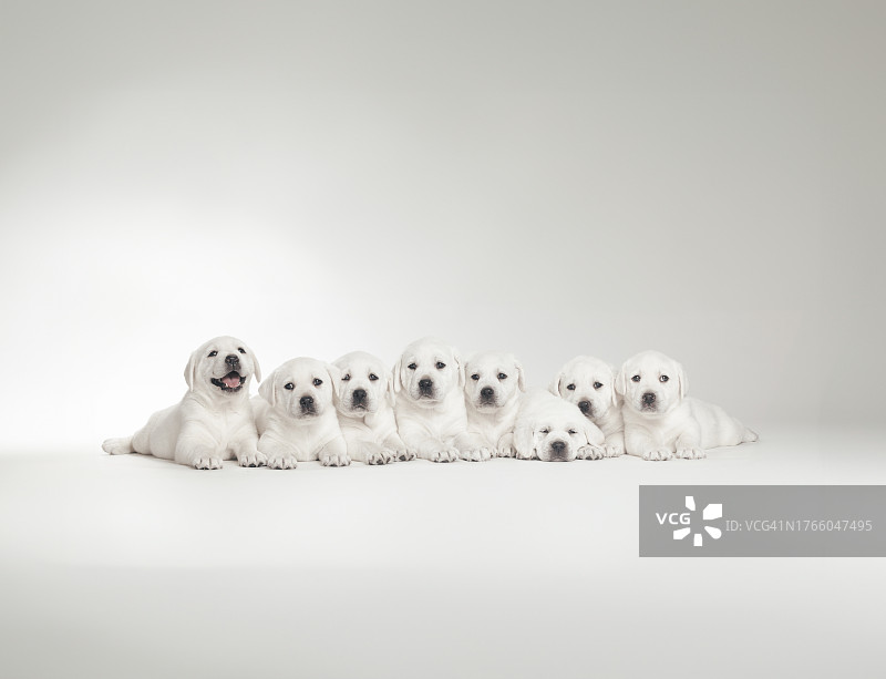 白色实验犬幼崽——白色影棚图片素材
