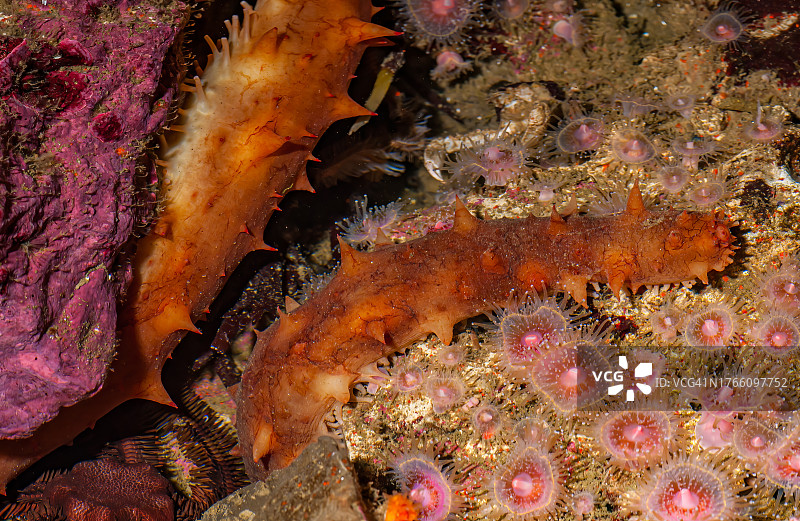 加州大海参图片素材