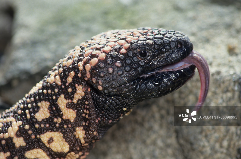 希拉毒蜥图片素材