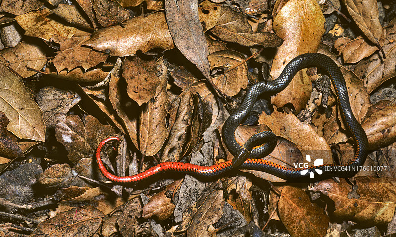 环颈蛇图片素材