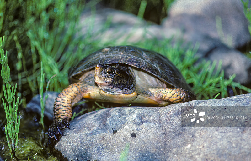西部池龟图片素材