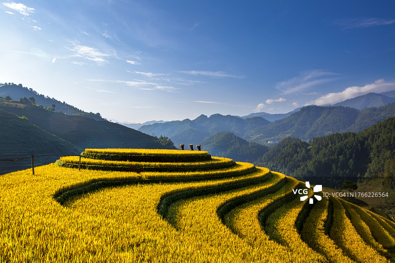 木 Cang Chai 的梯田图片素材