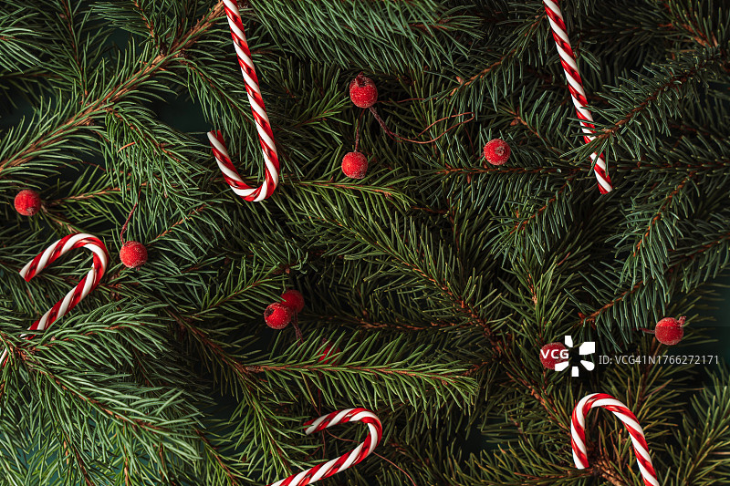 绿色圣诞树枝与浆果、拐杖糖背景图片素材