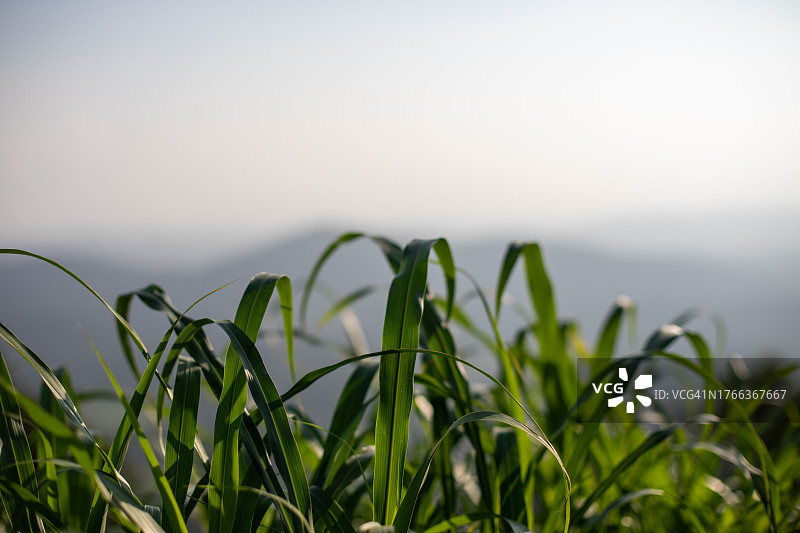印度科org的自然风光图片素材