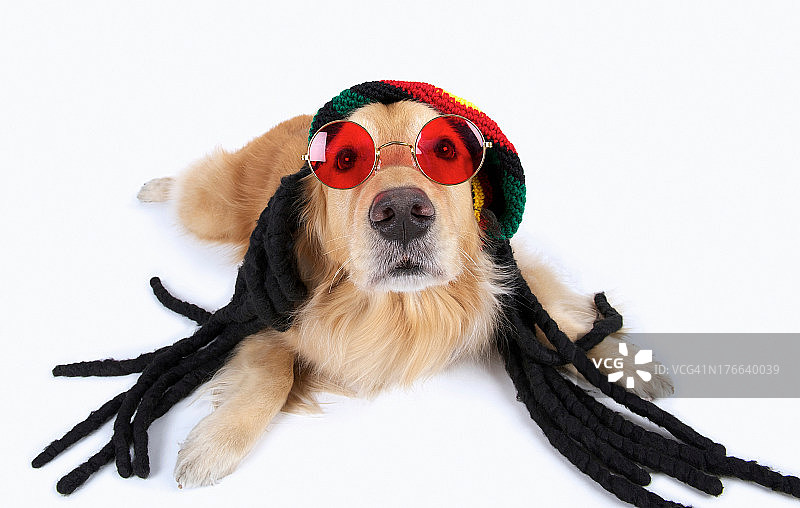 戴脏辫和太阳镜的金毛寻回犬的影棚人像图片素材