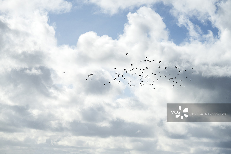 天空中的鸟群图片素材
