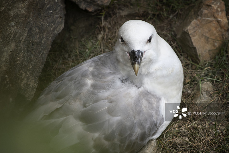 苏格兰奥克尼群岛的北极海燕美丽特写图片素材