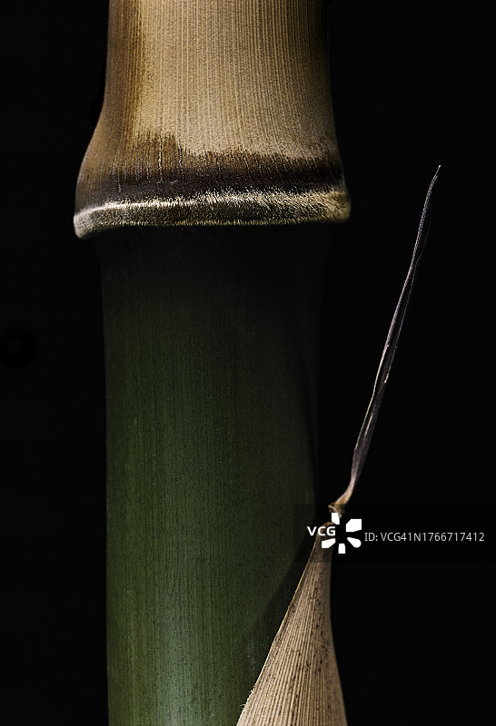 青皮竹幼秆图片素材