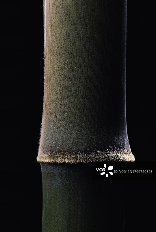 青皮竹幼秆图片素材