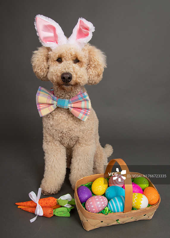 打扮成复活节兔子的小型金毛贵宾犬与装满彩绘复活节彩蛋的篮子图片素材