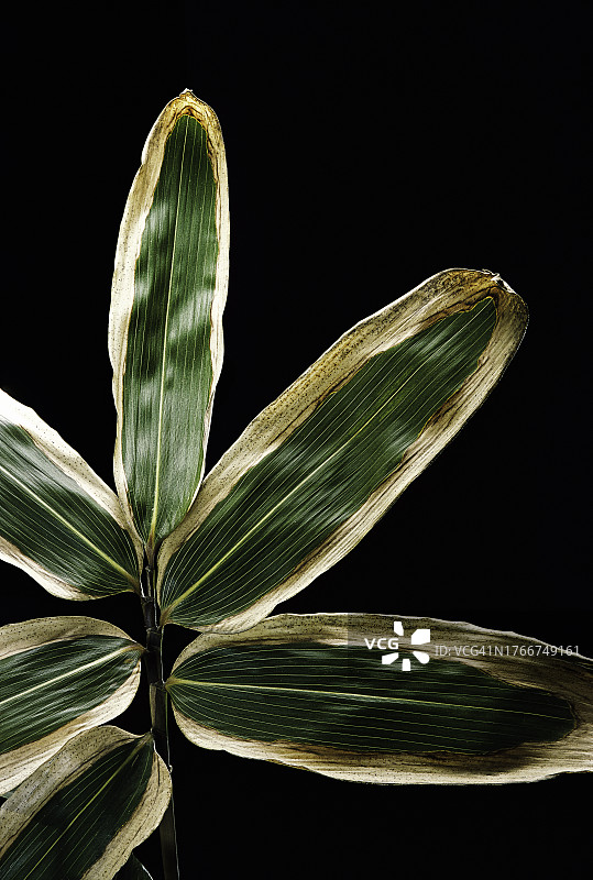 隈笹竹叶图片素材