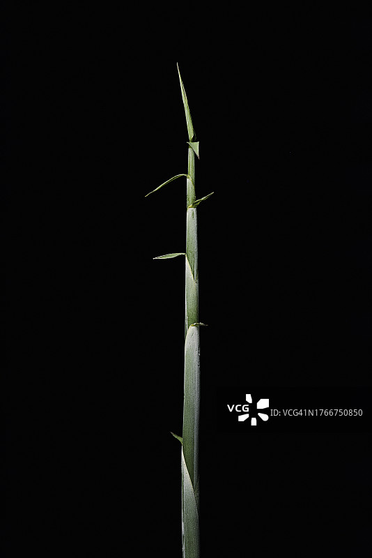 阔叶箬竹笋图片素材