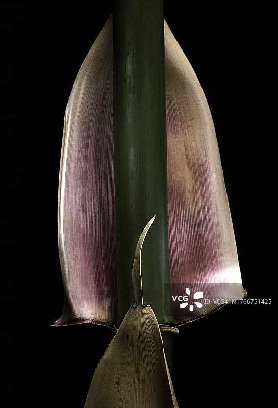 青篱竹的竿鞘图片素材