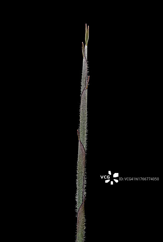 细竹笋图片素材