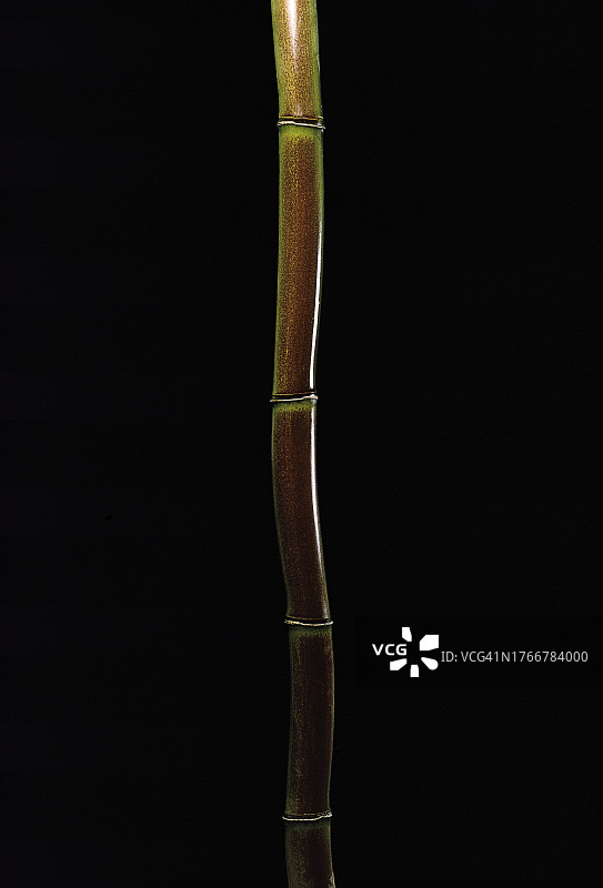 青篱竹图片素材