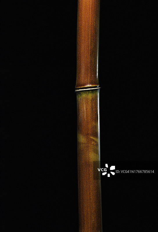 青篱竹图片素材