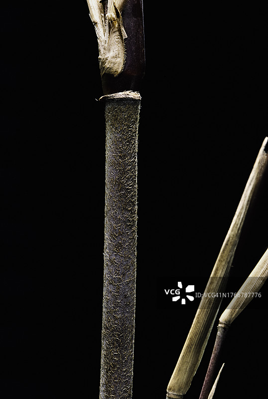 麻龙竹图片素材